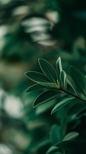 Close-up de folhas verdes em fundo de folhas borradas