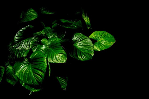 Close-up de folhas verdes em fundo preto