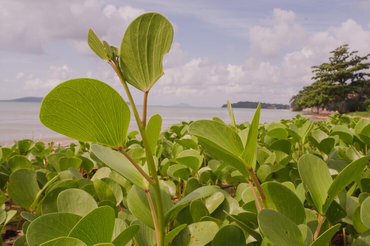 Foto close-up de folhas verdes em plantas contra o céu