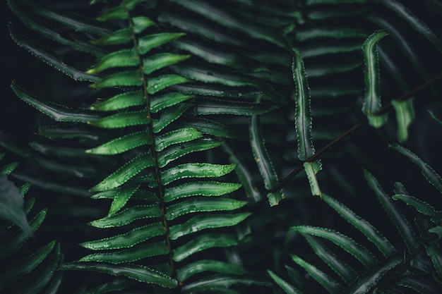 Close-up de folhas verdes escuras com fundo preto