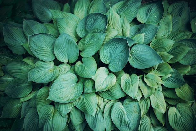 Close-up de folhas verdes. Folha tropical. Vista do topo