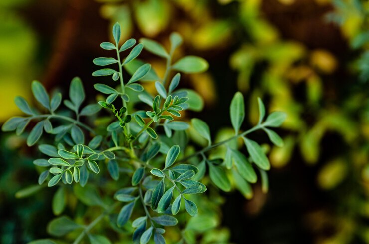 Foto close-up de folhas verdes frescas arruda