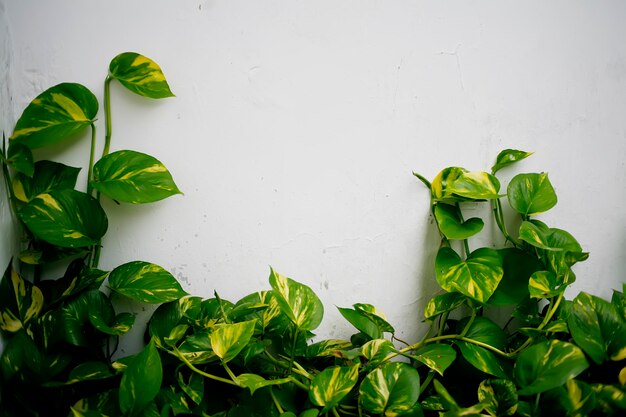 Close-up de folhas verdes frescas contra a parede branca