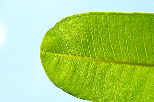 Foto close-up de folhas verdes frescas contra o céu claro