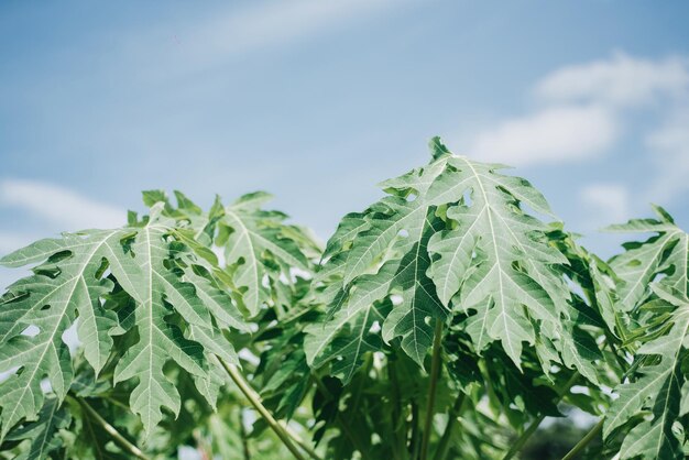 Foto close-up de folhas verdes frescas contra o céu