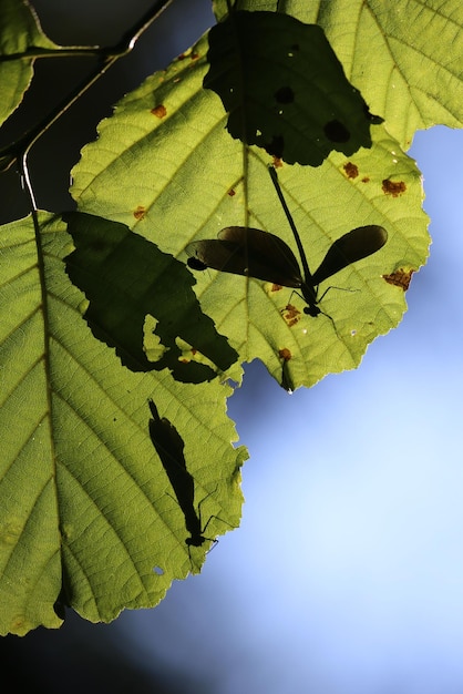 Foto close-up de folhas verdes frescas contra o céu