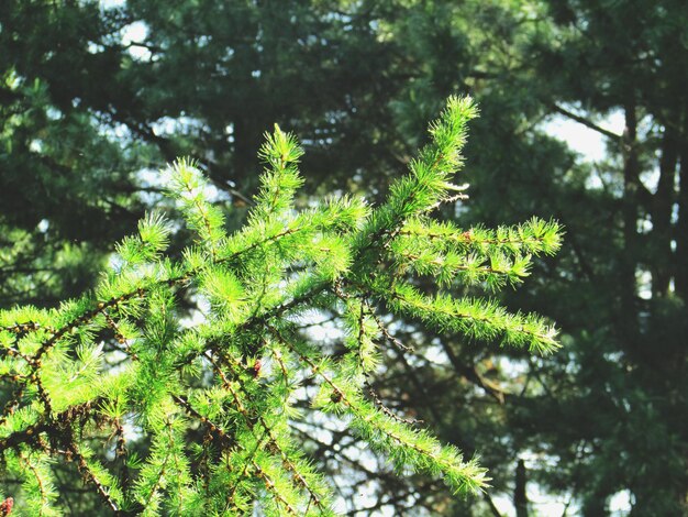 Foto close-up de folhas verdes frescas em árvores na floresta