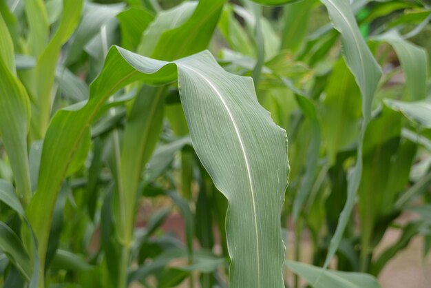 Foto close-up de folhas verdes frescas em terra