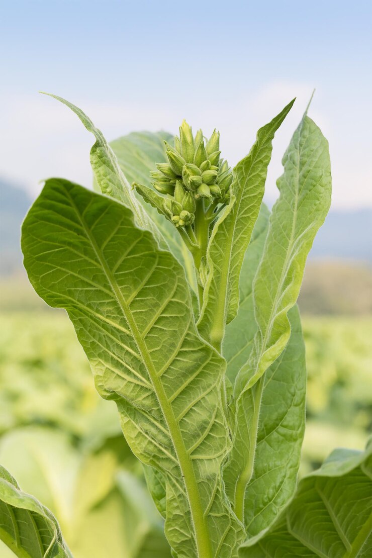 Foto close-up de folhas verdes frescas na planta contra o céu