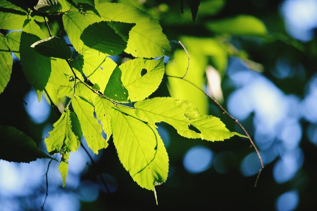 Close-up de folhas verdes frescas na planta