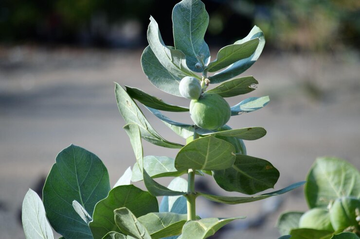 Foto close-up de folhas verdes frescas na planta