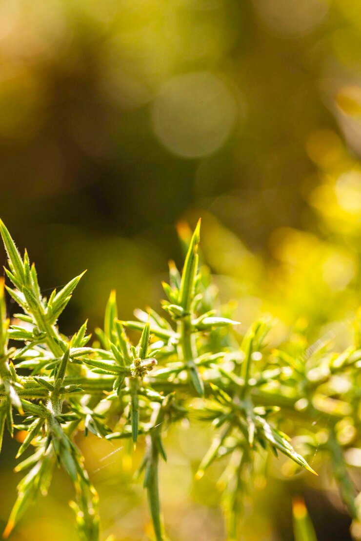 Foto close-up de folhas verdes frescas