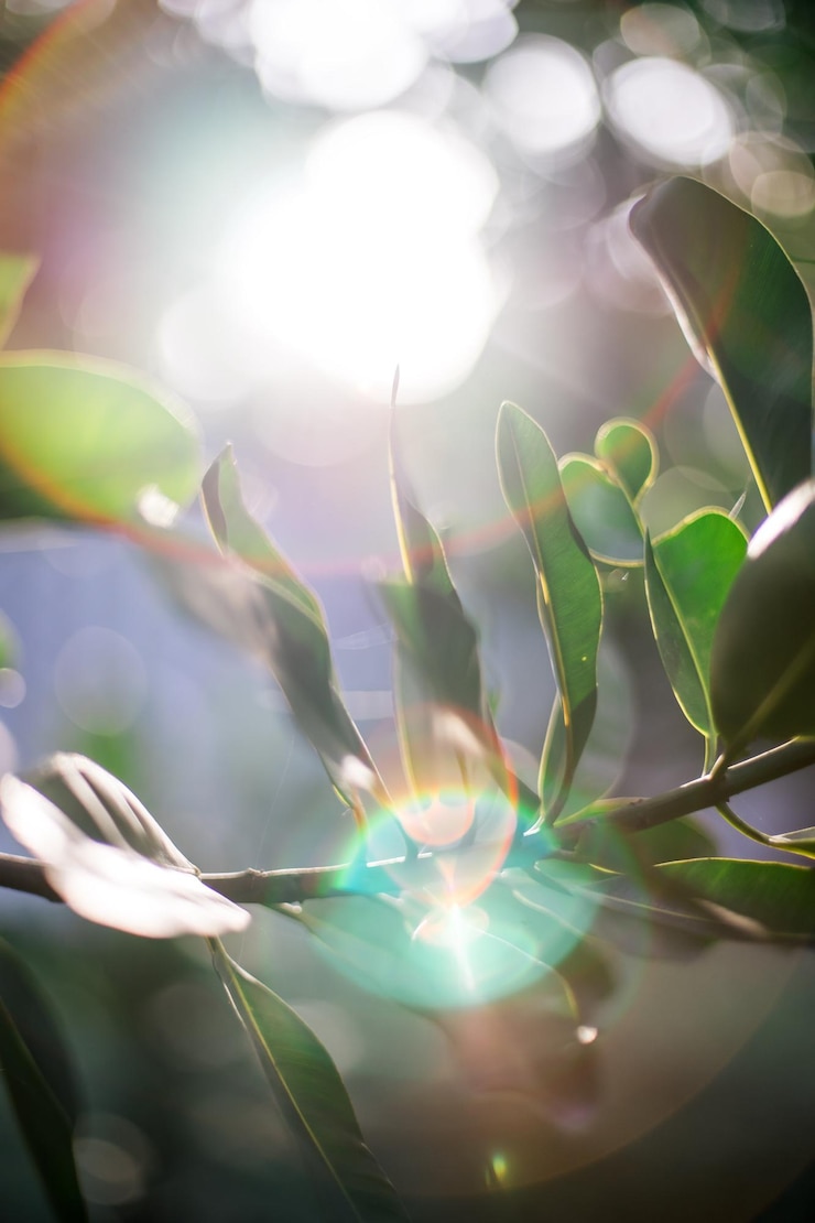 Foto close-up de folhas verdes frescas