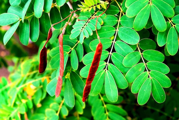 Foto close-up de folhas verdes frescas