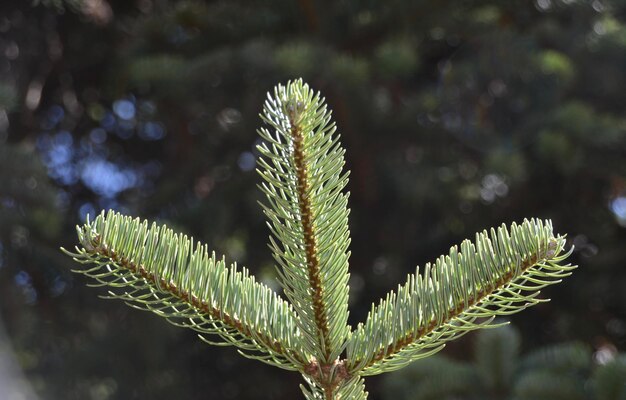 Foto close-up de folhas verdes frescas