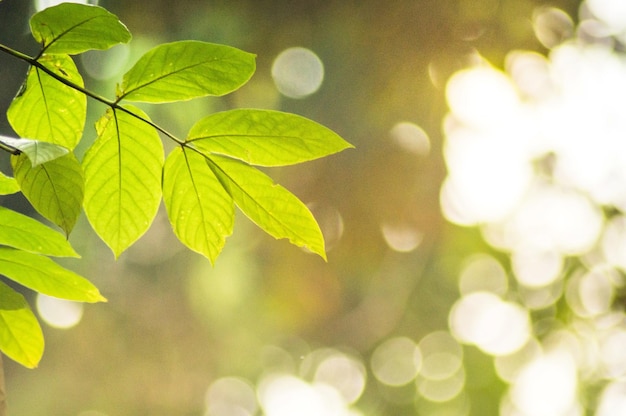 Foto close-up de folhas verdes frescas