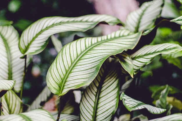 Foto close-up de folhas verdes frescas