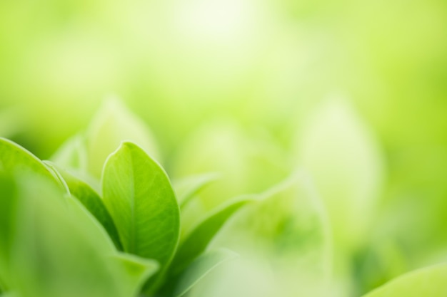 Close-up de folhas verdes frescas