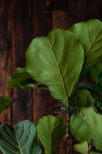 Foto close-up de folhas verdes frescas