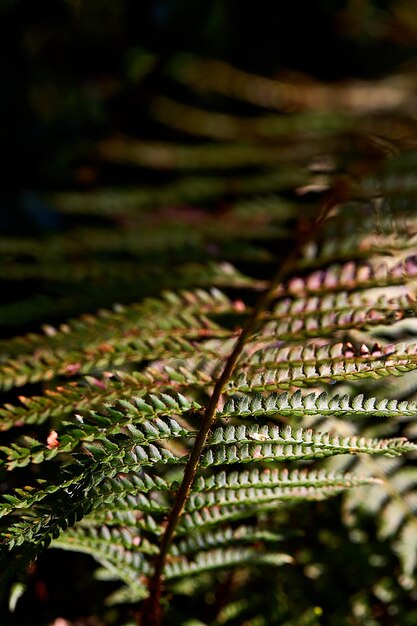 Foto close-up de folhas verdes frescas