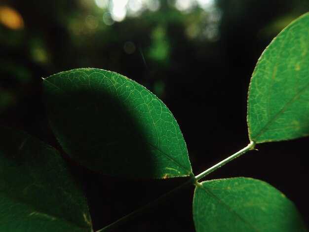 Close-up de folhas verdes frescas