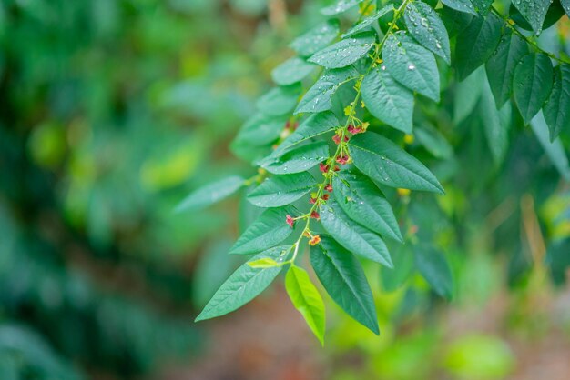 Foto close-up de folhas verdes frescas