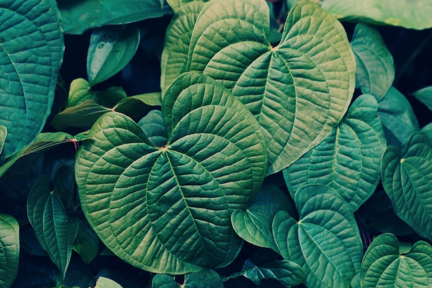 Close up de folhas verdes fundo para o conceito de natureza