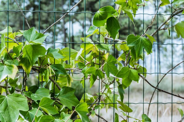 Foto close-up de folhas verdes na planta