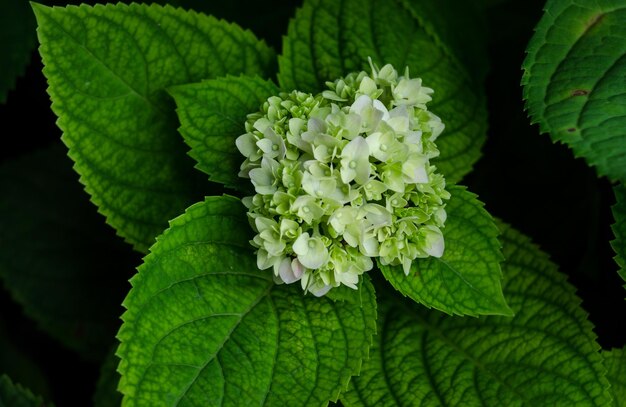 Foto close-up de folhas verdes na planta