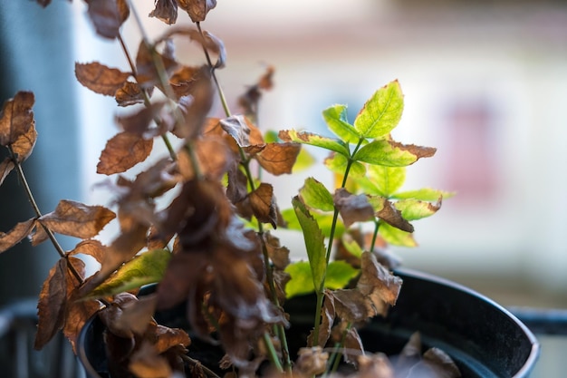 Foto close-up de folhas verdes na planta