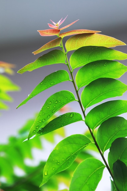 Close-up de folhas verdes na planta