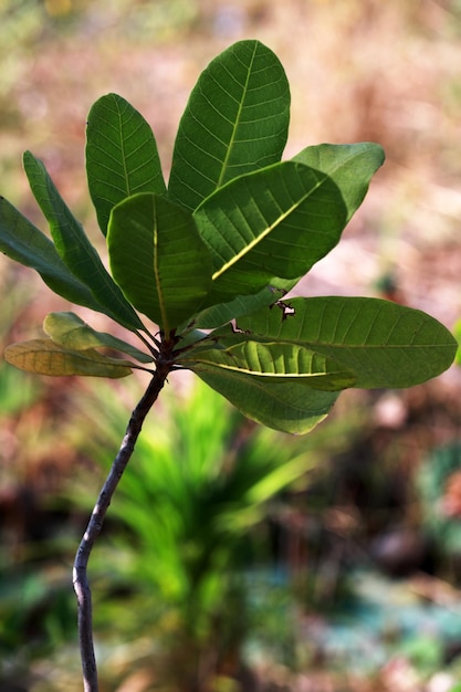 Foto close-up de folhas verdes na planta