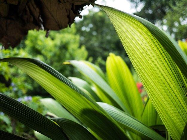 Foto close-up de folhas verdes na planta