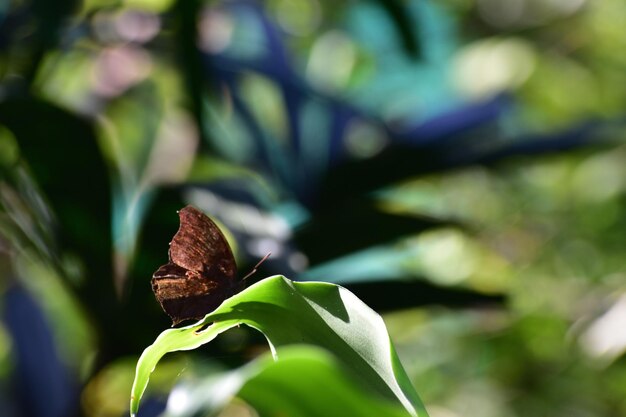 Foto close-up de folhas verdes na planta