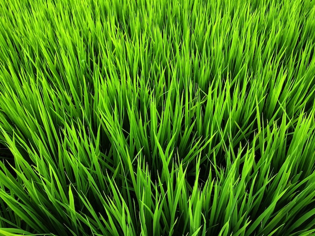 Close-up de folhas verdes no campo