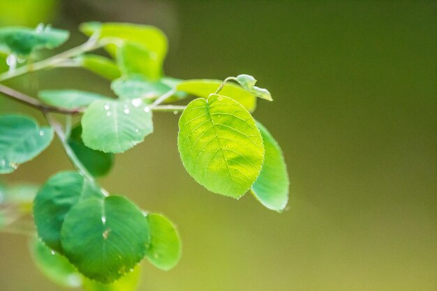 Close-up de folhas verdes