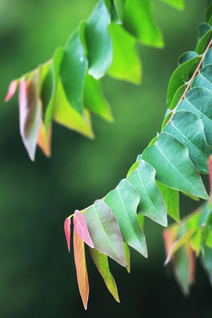 Foto close-up de folhas verdes