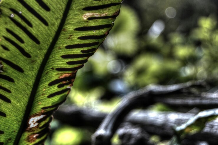 Foto close-up de folhas verdes