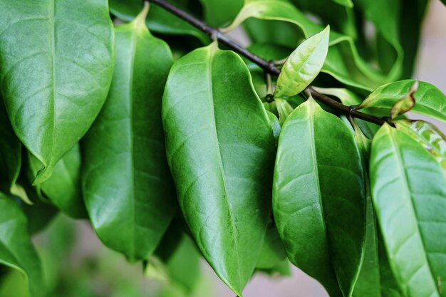 Close-up de folhas verdes