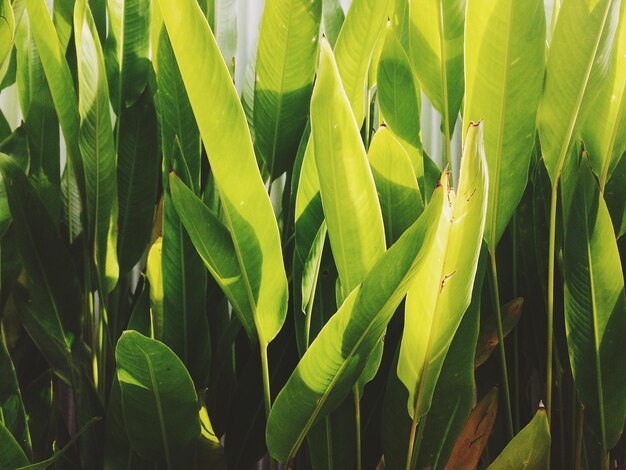 Foto close-up de folhas verdes