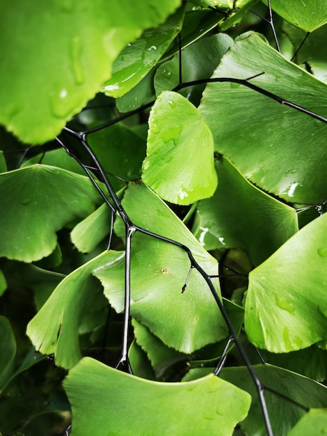 Foto close-up de folhas verdes