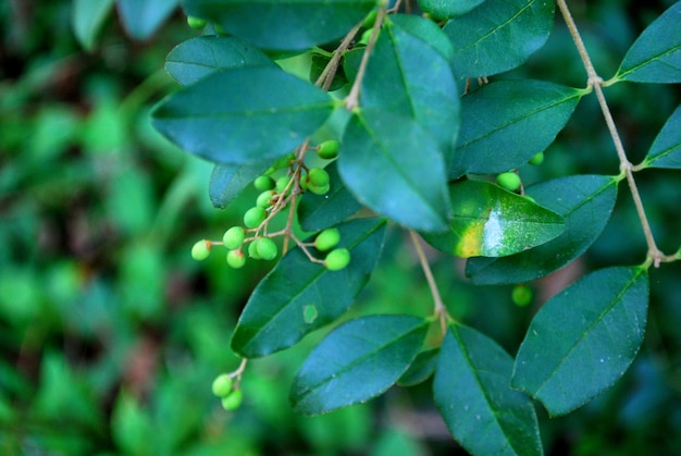 Close-up de folhas verdes