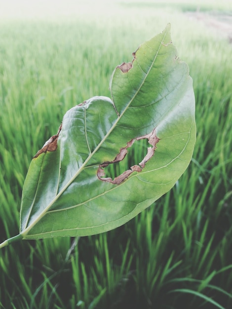 Foto close-up de folhas verdes