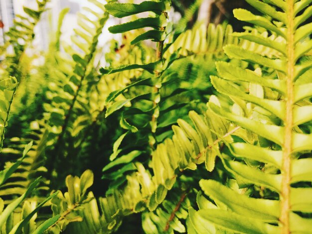 Foto close-up de folhas verdes