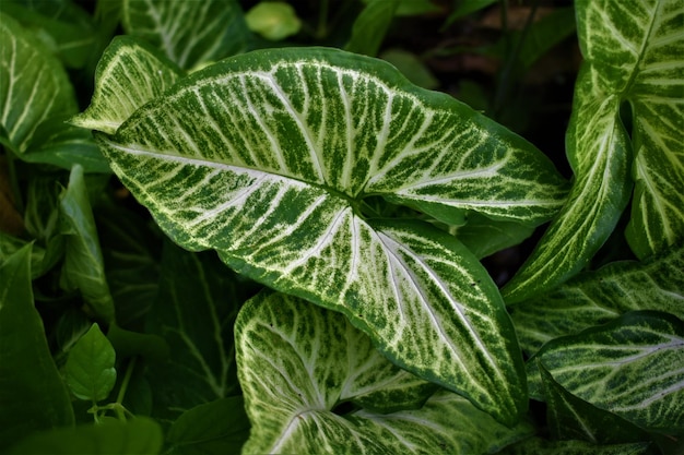 Foto close-up de folhas verdes