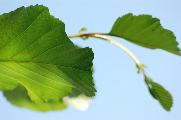 Foto close-up de folhas verdes