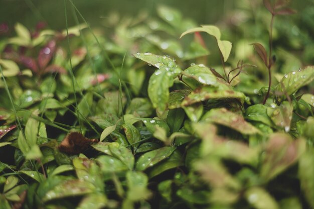 Foto close-up de folhas verdes