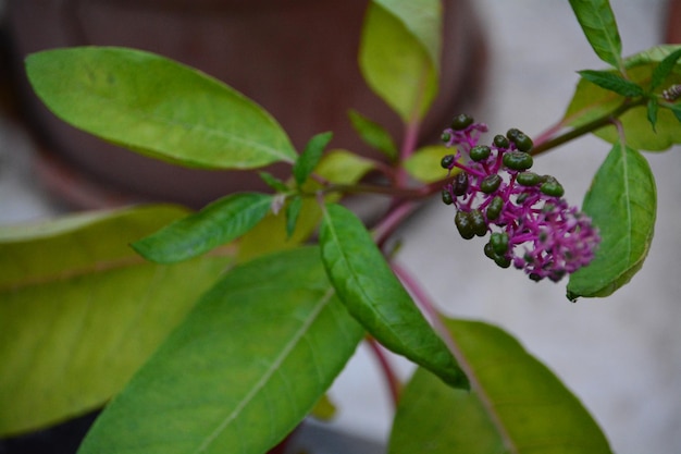 Foto close-up de folhas verdes