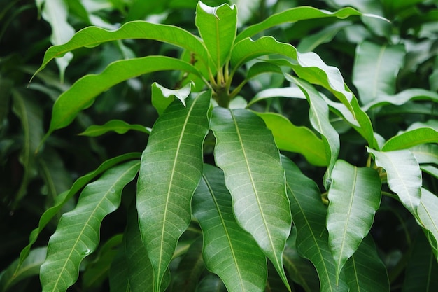 Foto close-up de folhas verdes