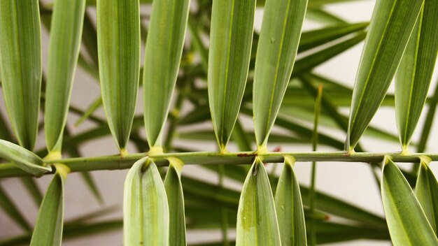 Foto close-up de folhas verdes